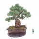 Quality White Pine { FREE POSTAGE } Quality White Pine { FREE POSTAGE }