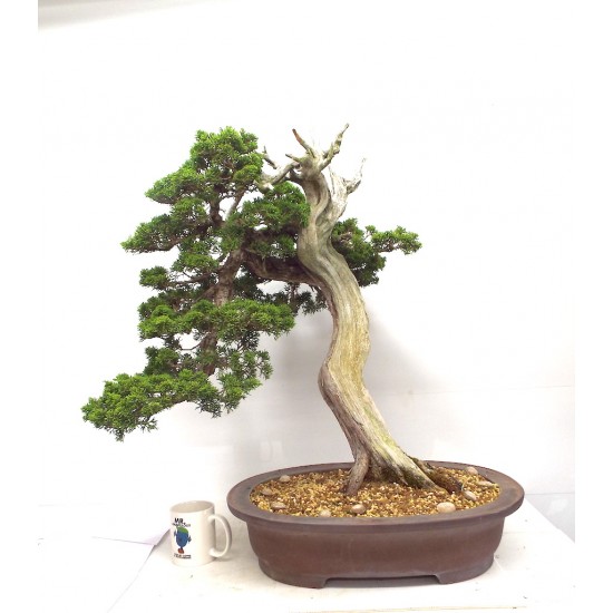 Specimen ITOIGAWA JUNIPER { FREE POSTAGE Specimen ITOIGAWA JUNIPER { FREE POSTAGE