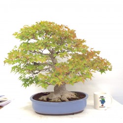 Specimen Mountain Maple 