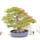 Specimen Mountain Maple Specimen Mountain Maple