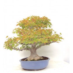 Specimen Mountain Maple 