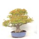 Specimen Mountain Maple Specimen Mountain Maple