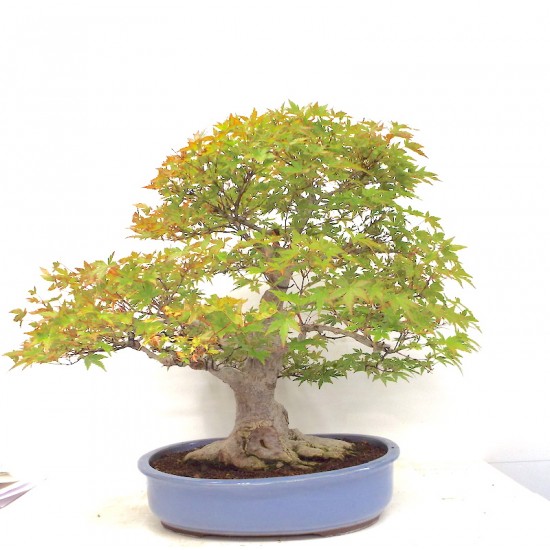 Specimen Mountain Maple Specimen Mountain Maple