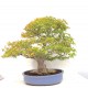 Specimen Mountain Maple Specimen Mountain Maple