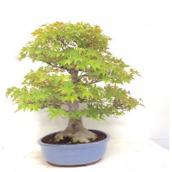 Specimen Mountain Maple 