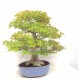 Specimen Mountain Maple Specimen Mountain Maple