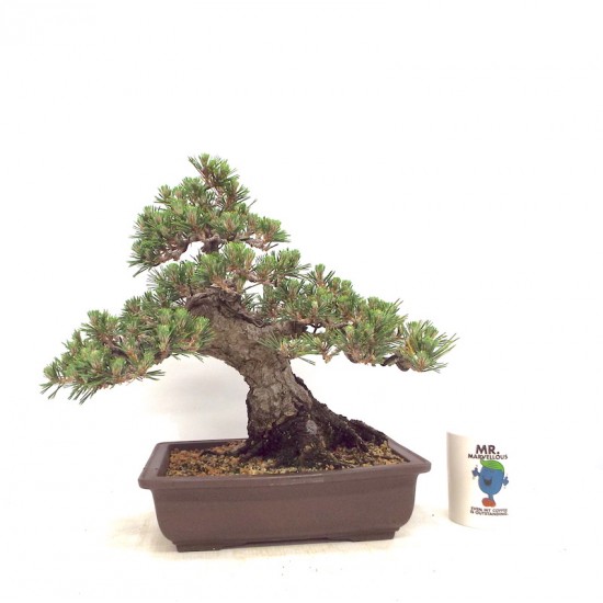 Kotobuki Black Pine Kotobuki Black Pine