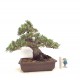 Kotobuki Black Pine Kotobuki Black Pine