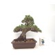 Kotobuki Black Pine Kotobuki Black Pine