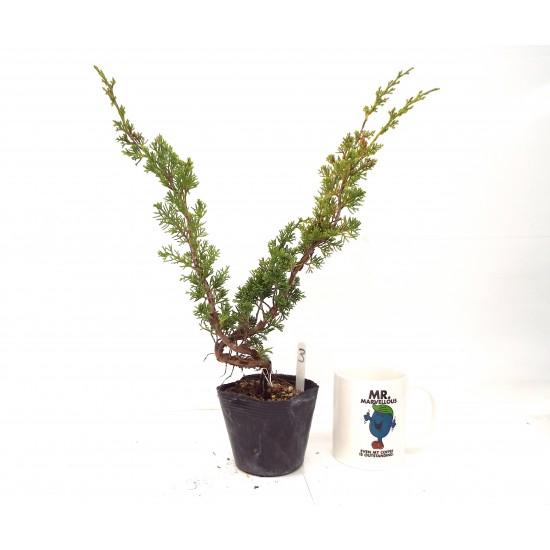 Itoigawa juniper Itoigawa juniper