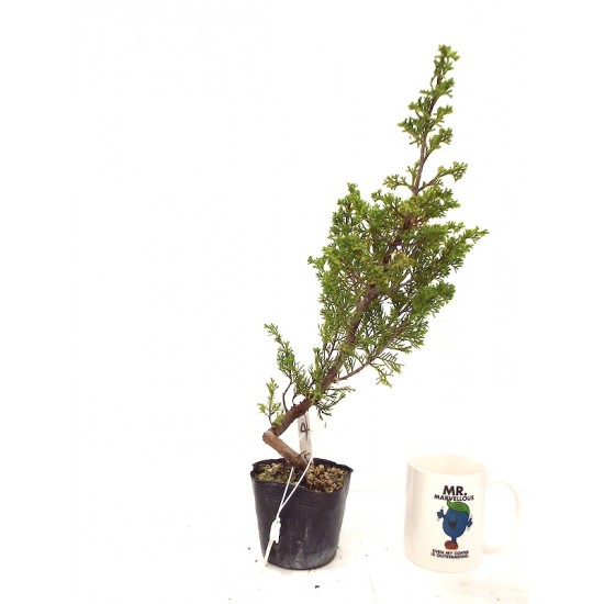 Itoigawa juniper