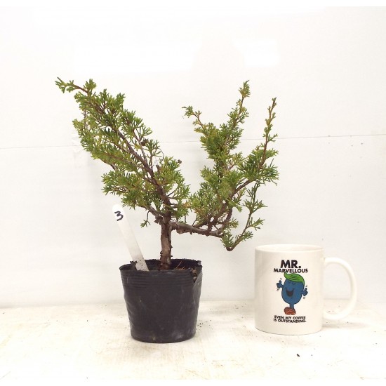 Itoigawa juniper
