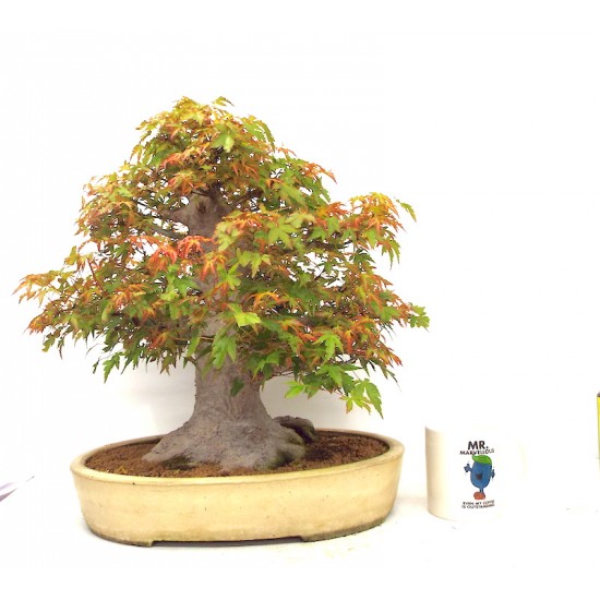 Specimen Mountain Maple Specimen Mountain Maple