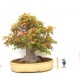 Specimen Mountain Maple Specimen Mountain Maple