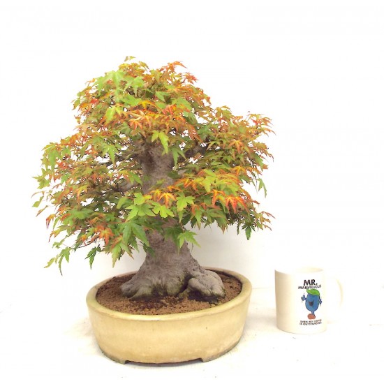 Specimen Mountain Maple Specimen Mountain Maple