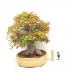 Specimen Mountain Maple Specimen Mountain Maple