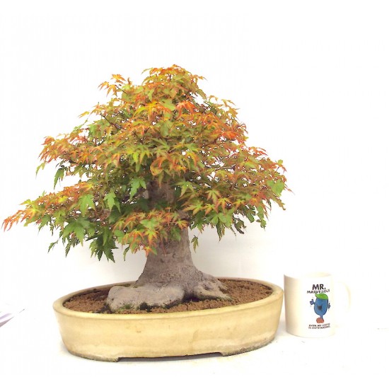 Specimen Mountain Maple Specimen Mountain Maple