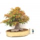 Specimen Mountain Maple Specimen Mountain Maple
