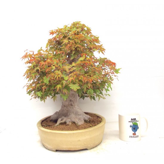 Specimen Mountain Maple Specimen Mountain Maple