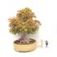 Specimen Mountain Maple Specimen Mountain Maple