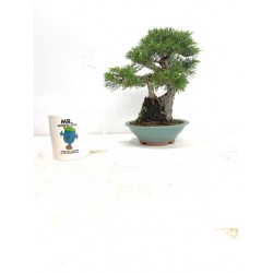  ITOIGAWA JUNIPER  on rock