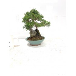 ITOIGAWA JUNIPER on rock ITOIGAWA JUNIPER on rock
