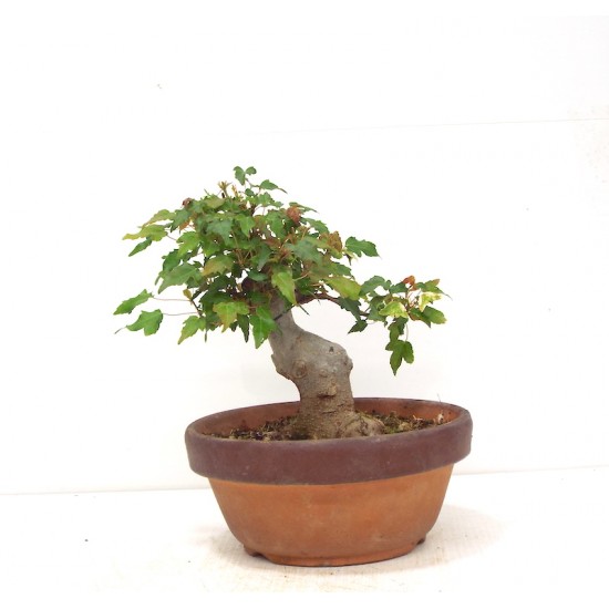Shohin Trident Maple Shohin Trident Maple
