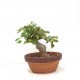 Shohin Trident Maple Shohin Trident Maple