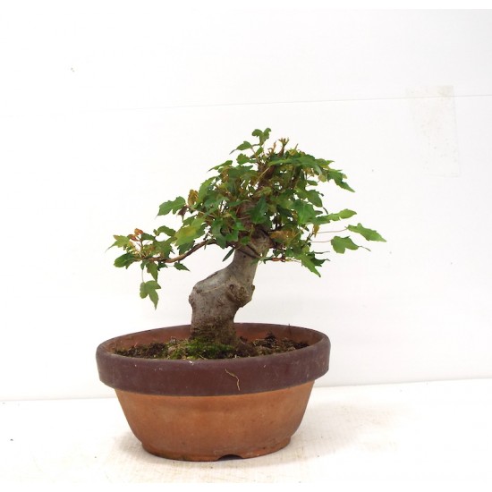 Shohin Trident Maple Shohin Trident Maple