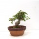 Shohin Trident Maple Shohin Trident Maple