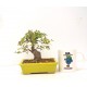 Shohin Trident Maple Shohin Trident Maple