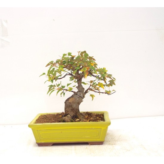Shohin Trident Maple Shohin Trident Maple