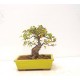 Shohin Trident Maple Shohin Trident Maple