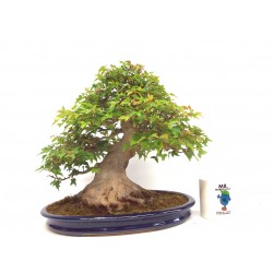 Trident Maple