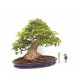 Trident Maple Trident Maple