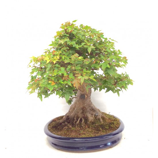 Trident Maple Trident Maple