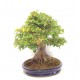 Trident Maple Trident Maple