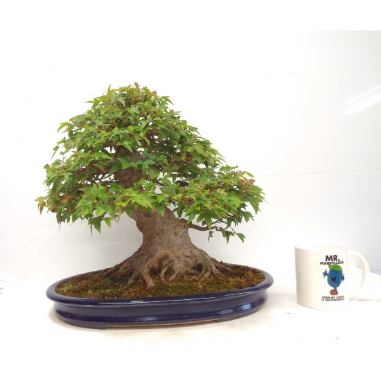 Trident Maple Trident Maple