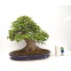 Trident Maple Trident Maple