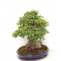 Trident Maple