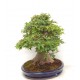 Trident Maple Trident Maple