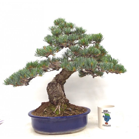 Quality White Pine "Miyajima " Quality White Pine "Miyajima "
