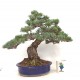 Quality White Pine "Miyajima " Quality White Pine "Miyajima "