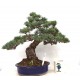 Quality White Pine "Miyajima " Quality White Pine "Miyajima "