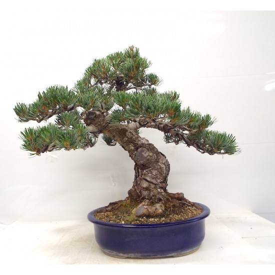 Quality White Pine "Miyajima " Quality White Pine "Miyajima "