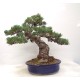Quality White Pine "Miyajima " Quality White Pine "Miyajima "