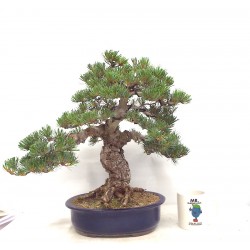 Quality White Pine "Miyajima " 