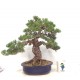 Quality White Pine "Miyajima " Quality White Pine "Miyajima "