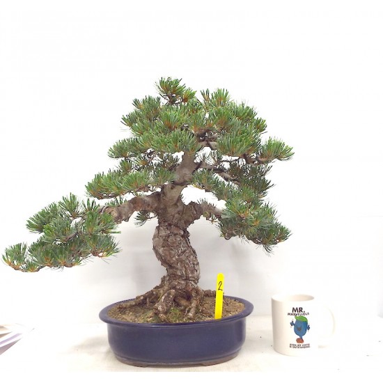 Quality White Pine "Miyajima " Quality White Pine "Miyajima "