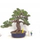 Quality White Pine "Miyajima " Quality White Pine "Miyajima "